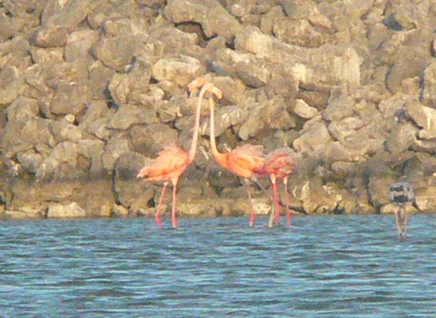 37- Deux flamants roses a Sarqui 